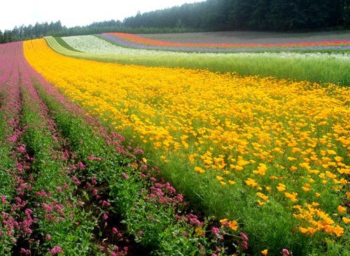 furano1.jpg