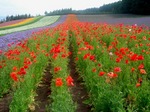 furano2.jpg
