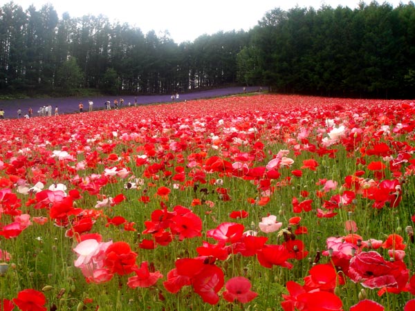 furano3.jpg