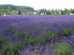 furano4.jpg